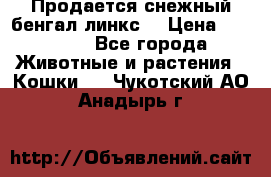 Продается снежный бенгал(линкс) › Цена ­ 25 000 - Все города Животные и растения » Кошки   . Чукотский АО,Анадырь г.